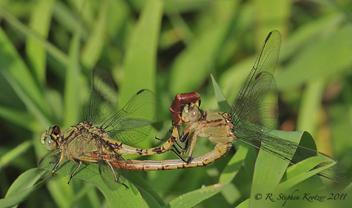 Arigomphus submedianus, mating pair